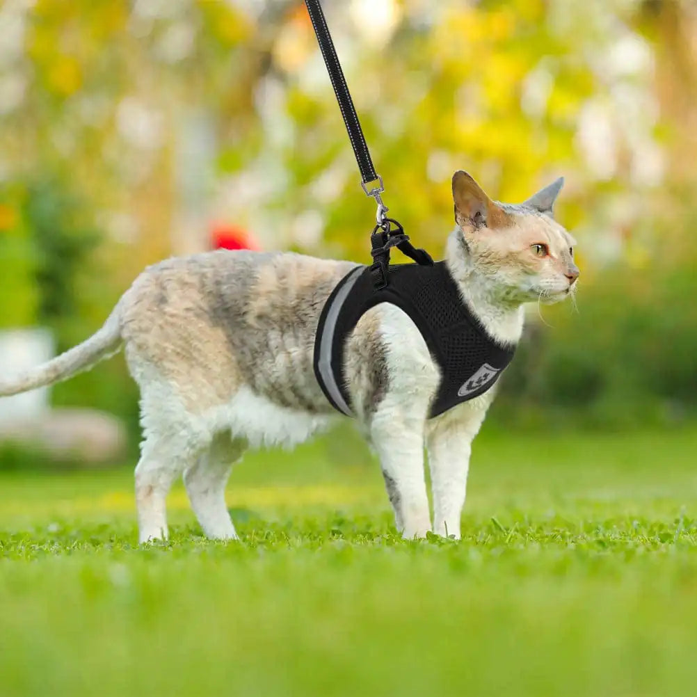 Harnais et Laisse CozyCat pour Animaux de Compagnie