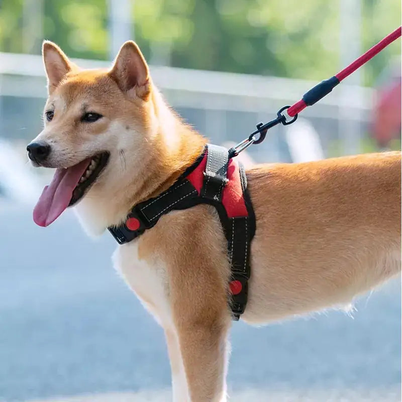 Harnais de Promenade Ajustable pour chien